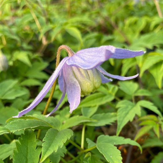 Clematis alpina Bredon Blue